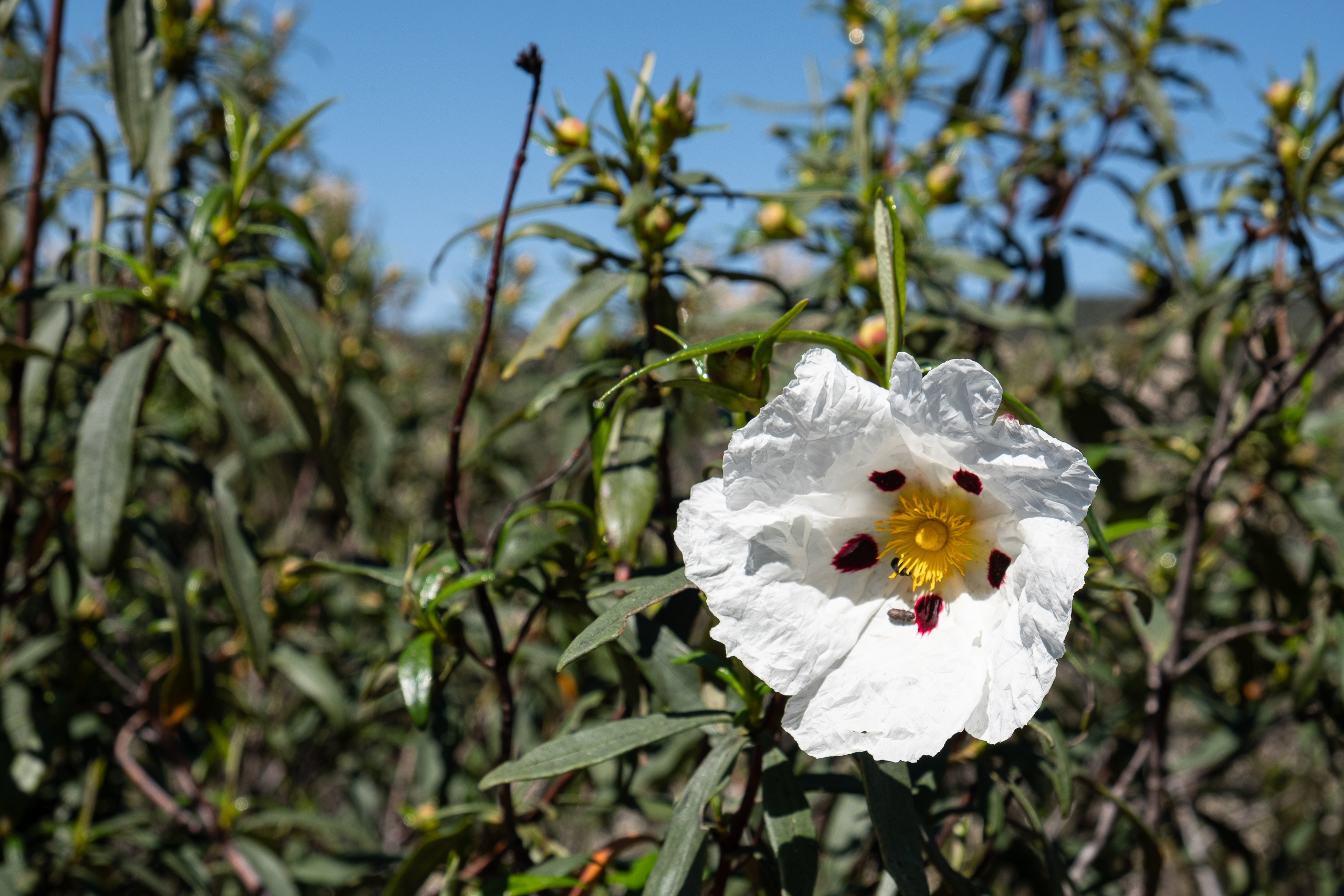 Weiße Zistrose am Wegrand der Sierra Morena